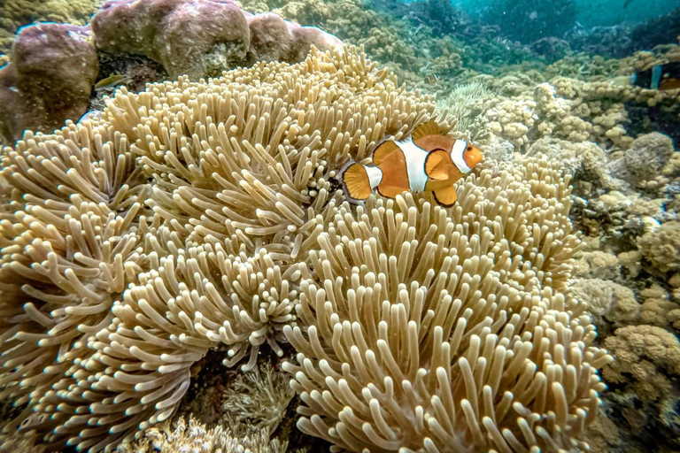 Private Snorkeling Tour Gili Trawangan,Gili Meno,Gili Air Start From: Senggigi,Mangsit,Mataram,Sira,Tanjung,Medana