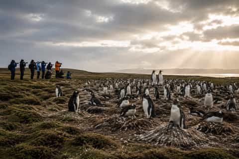 フランス アンティーク アイアン製 ペンギンの後を歩く牧場のたくさんの動物たち＊ フォークランド諸島：バーサズビーチのペンギン＆ジプシーコーブ 少
