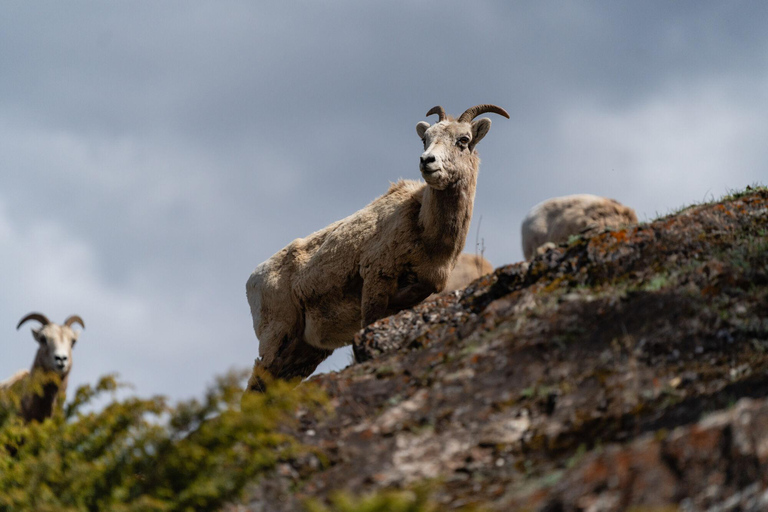 Morning Wildlife Viewing Tour - Banff/Canmore Pick-up Banff Morning Safari Drive