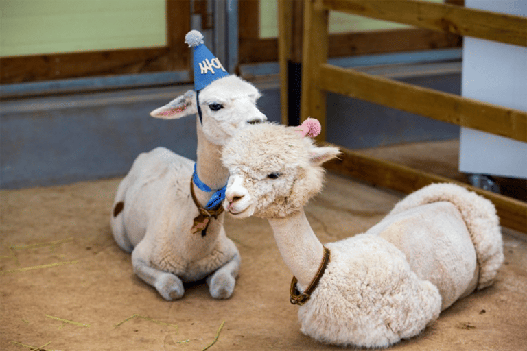 Seoul: Escursione di un giorno a Gangwon-do con il Mondo degli Alpaca e l&#039;Isola di NamiTour di gruppo dei giardini da Myengdong