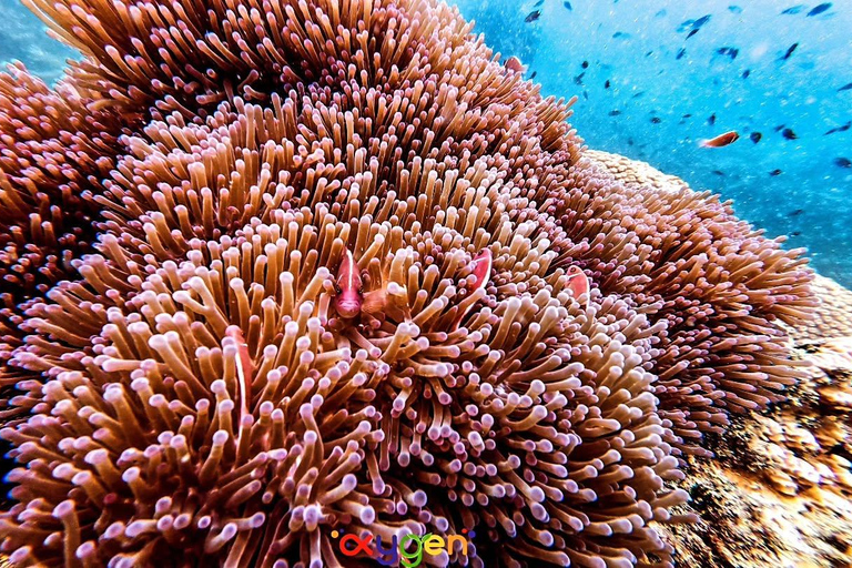 Koh Tao in a Day: Turtles, Hidden Reefs & Nangyuan Viewpoint