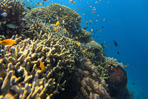 Pemuteran Bali: Menjangan Island Snorkeling Trip with Lunch
