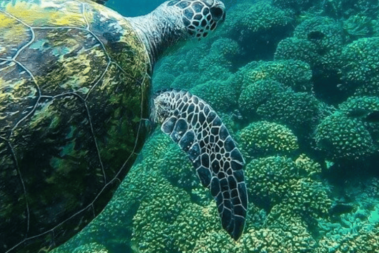 Muscat: Dimaniyat eiland snorkelen excursieHele dag Dimaniyat Eiland Tour