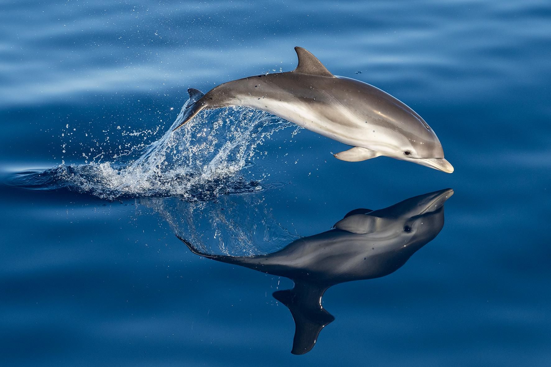 Sanary-sur-Mer: Delfinbeobachtung und Zwischenstopp auf der Insel Porquerolles