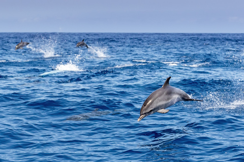 Benalmadena: Dolphin Watching Boat Tour