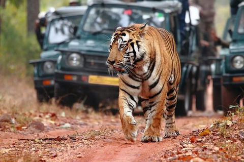 From Delhi: 6 Days Delhi, Agra, Jaipur and Ranthambore Tour Private Tour with Car + Driver + Guide + Tiger Safari