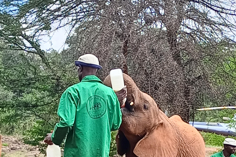 Parque Nacional de Nairóbi Orfanato de bebês elefantes Centro de girafas