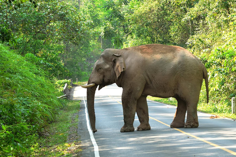 From Bangkok: Khao Yai National Park Day Trip