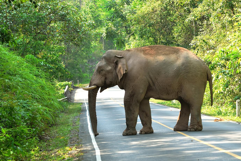 From Bangkok: Khao Yai National Park Day Trip
