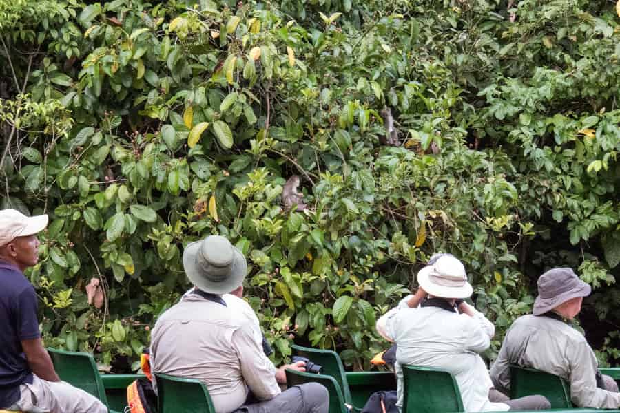 Sandakan: 2-tägige Wildtiertour auf dem Kinabatangan & Höhle. Foto: GetYourGuide
