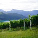 Kaltern: tour enologico e degustazione alla Weingut Niklas