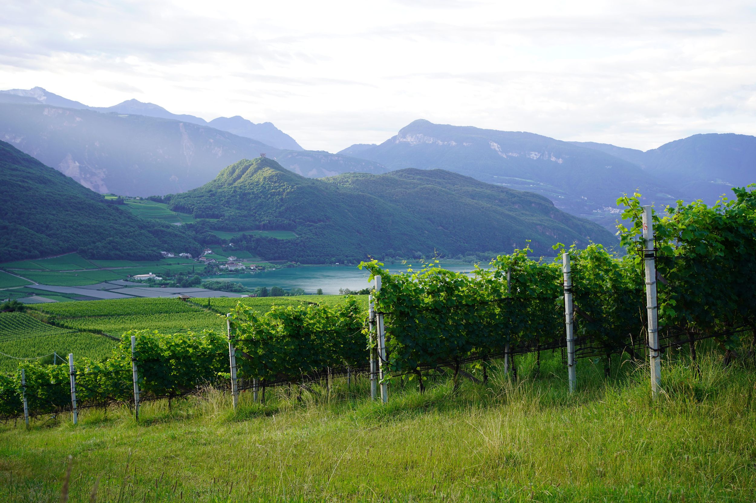 Kaltern: Weintour und Verkostung im Weingut Niklas