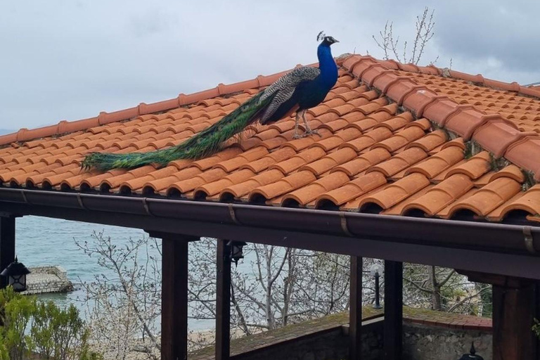 Ohrid: Lake Ohrid, St. Naum, & Pogradec Day Trip