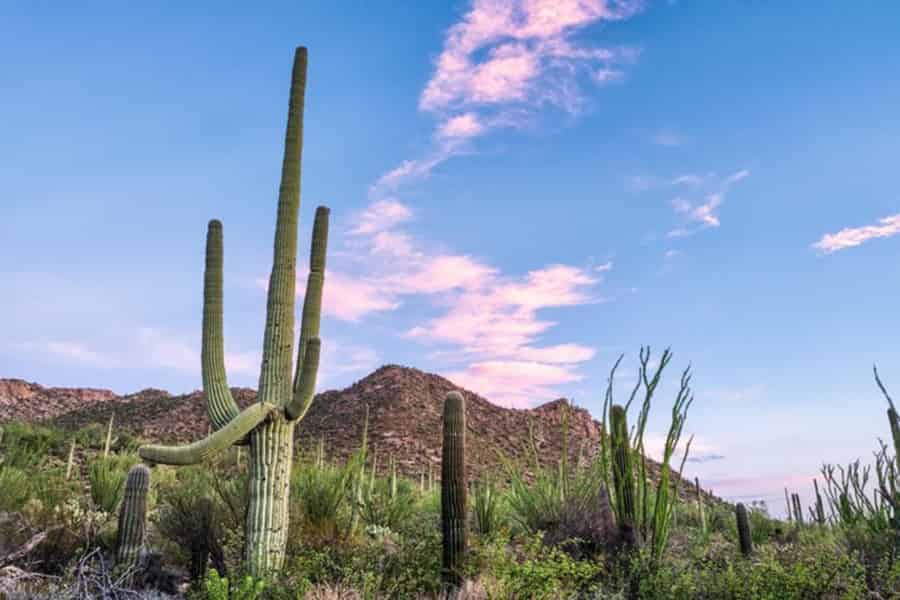 Phoenix: Tour zum Saguaro-Nationalpark, nach Tombstone und nach Bisbee. Foto: GetYourGuide Phoenix: Tour zum Saguaro-Nationalpark, nach Tombstone und nach Bisbee. Foto: GetYourGuide