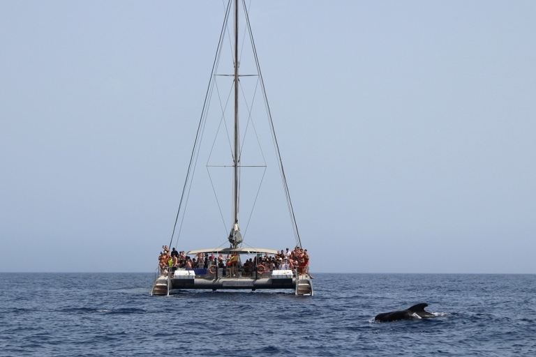 Fuerteventura: Magic Select Catamaran Trip Day Cruise with Pickup