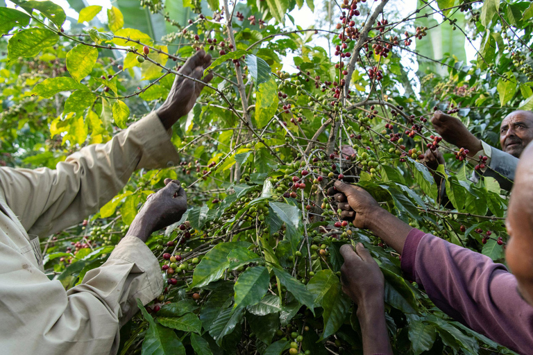 卢旺达传统与现代饮品之旅