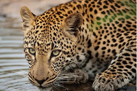 Kasane: 2-Day Chobe National Park Safari - Big Game