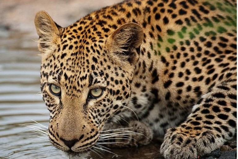 Kasane: 2-Day Chobe National Park Safari - Big Game