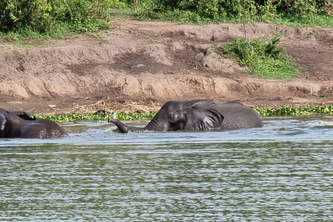 Uganda i Rwanda: 8-dniowe safari z gorylami i dziką przyrodą