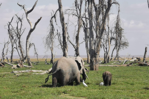 2-tägige Pirschfahrt im Amboseli-Nationalpark von Nairobi aus