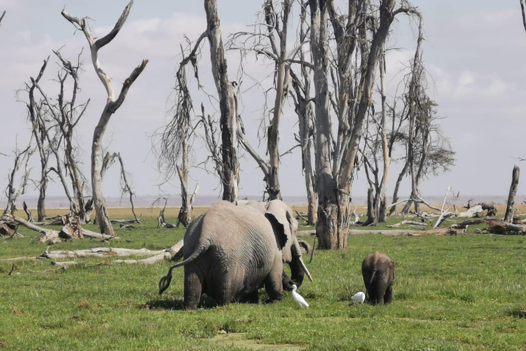 2-tägige Pirschfahrt im Amboseli-Nationalpark von Nairobi aus