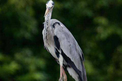 Talangama Wetlands Birdwatching & Local Village Experience