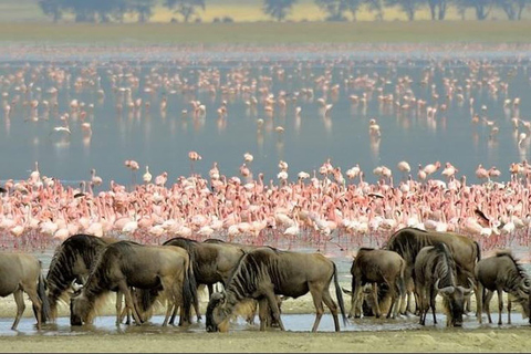 Arusha: 7-Day Safari Tour with Materuni Waterfalls Hike