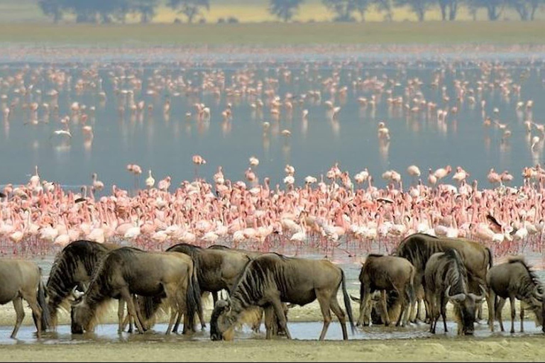 Arusha: 7-Day Safari Tour with Materuni Waterfalls Hike