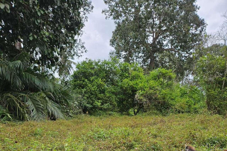 Zanzibar: Las Jozani, Jaskinia Salaam i restauracja RockLas Jozani, jaskinia Salaam i restauracja The Rock. Bez transportu.