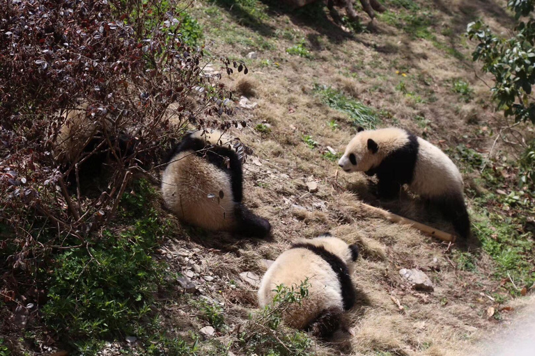 Chengdu: Giant Panda Breeding Research Base Ticket Afternoon Ticket without Transfer
