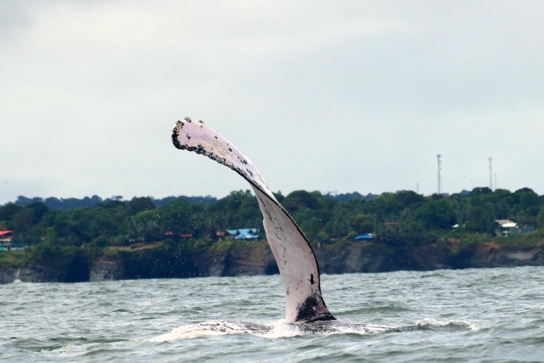 Cali : Observation des baleines sur la côte pacifique colombienne