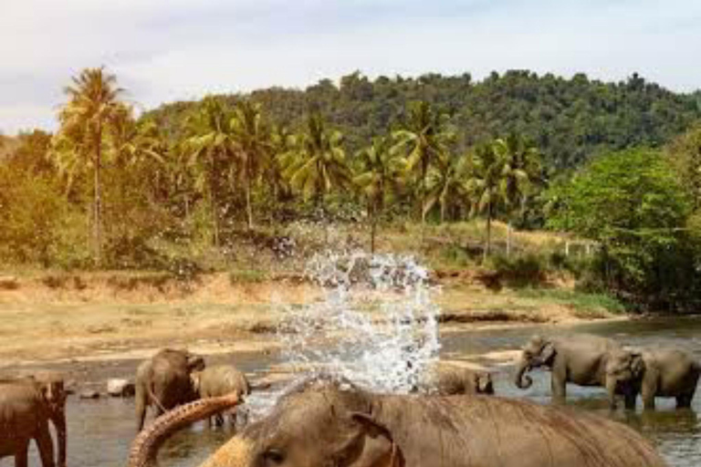 Kandy: Pinnawala, Ambuluwawa, and Village Tour