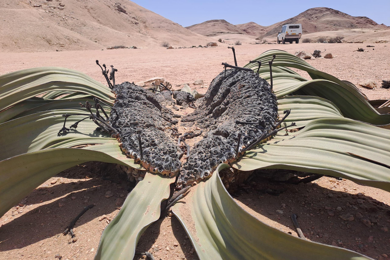 سواكوبموند: جولة في وادي القمر وصحراء ناميب في ويلويتشيا