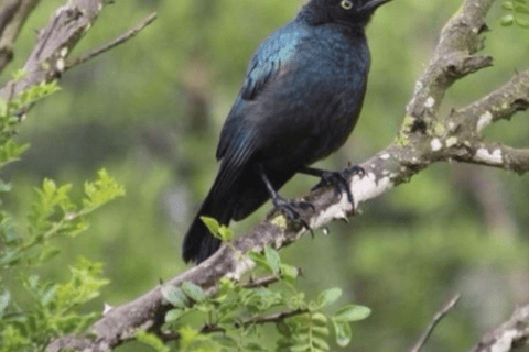 Cape Town: Kirstenbosch & False Bay Birdwatching Tour