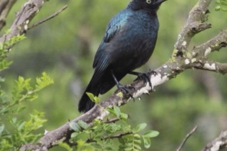Cape Town: Kirstenbosch & False Bay Birdwatching Tour