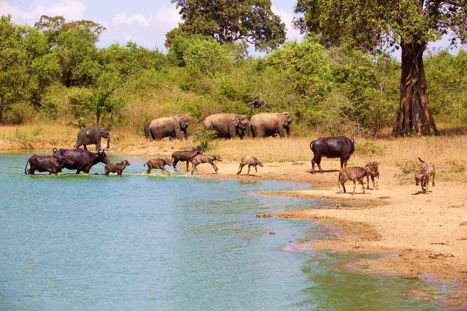 Von Galle/Hikkaduwa/Bentota: Udawalawe Safari Tour.