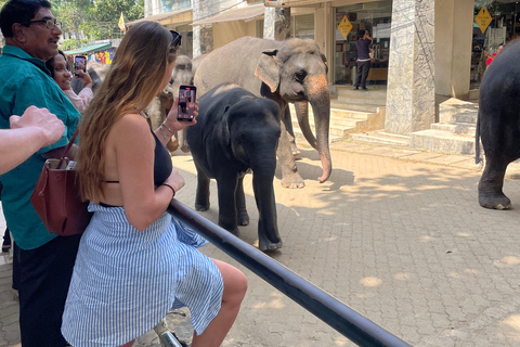 Pinnawala and Kandy Day Tour from Colombo or Negombo Pinna Walla and candy one day tour