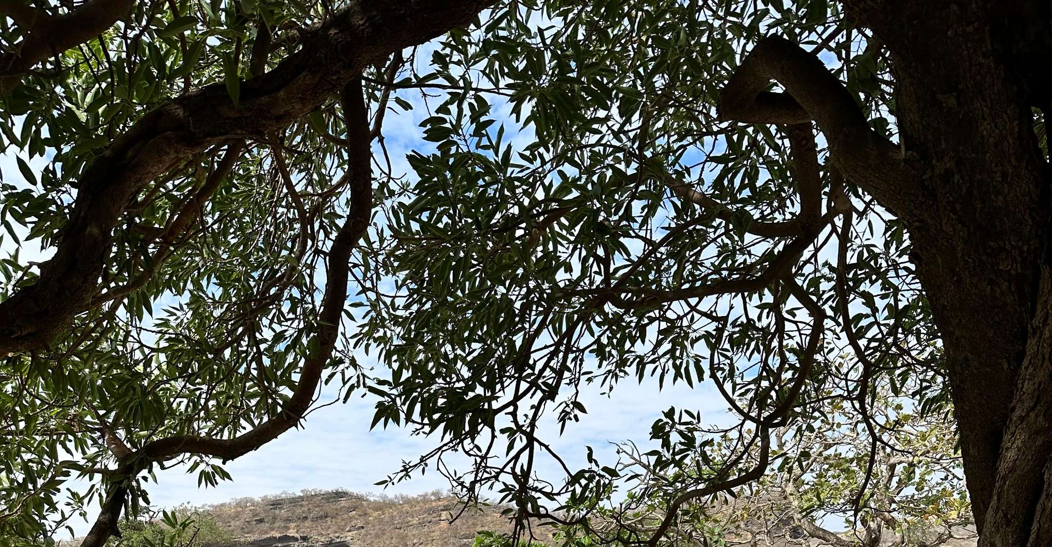 Salalah, passeio guiado de meio dia a Wadi Darbat e Mount Samhan - Housity