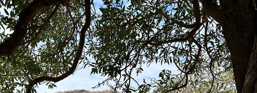 Visite complète de Salalah : les temps forts de l'est et de l'ouest