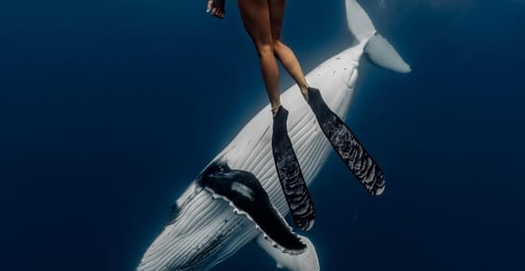 Guided Small Group Whale Watching and Swim Tour Tahiti