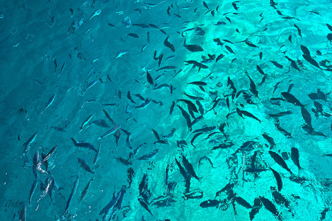 From Sorrento: Capri Island Day Trip with Boat Cruise