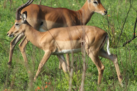 Diani/ Mombasa: Private Shimba Hills Day Safari