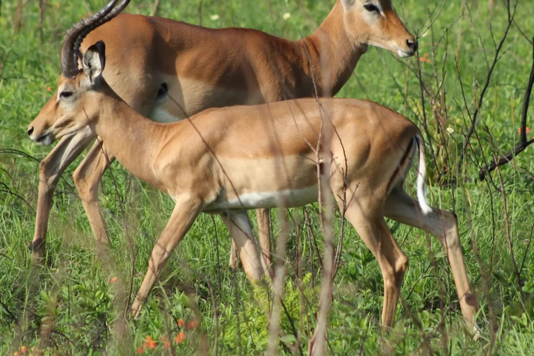 Diani/ Mombasa: Private Shimba Hills Day Safari