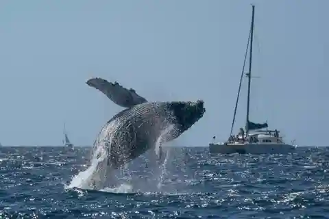 Punta Cana: Samaná Whale Watching and El Limón Day Tour