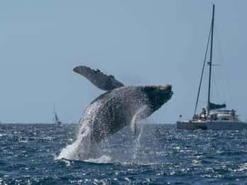 Punta Cana: Samaná Whale Watching and El Limón Day Tour
