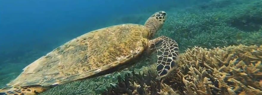 Lombok : excursion pour aller d'île en île (Gili Gede, Rengit et Layar)