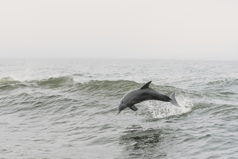 Estepona Sailing and Marine Nature Experience