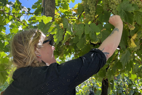 11Dégustations de vins, bateau privé, chef de la ferme à la table, déjeuner au jardin, WSET2