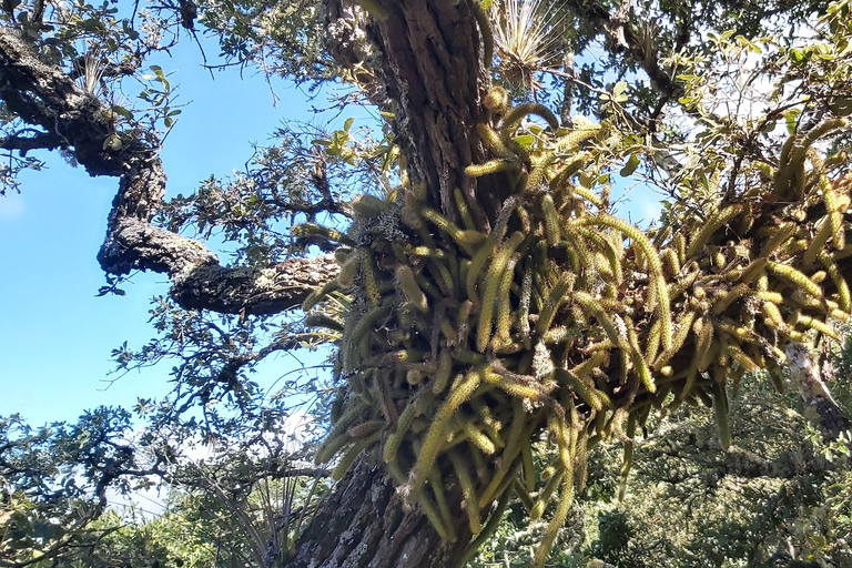 Oaxaca: Tour di 1 giorno a piedi Xaaga-Hierve el AguaPrezzo per 4-7 persone