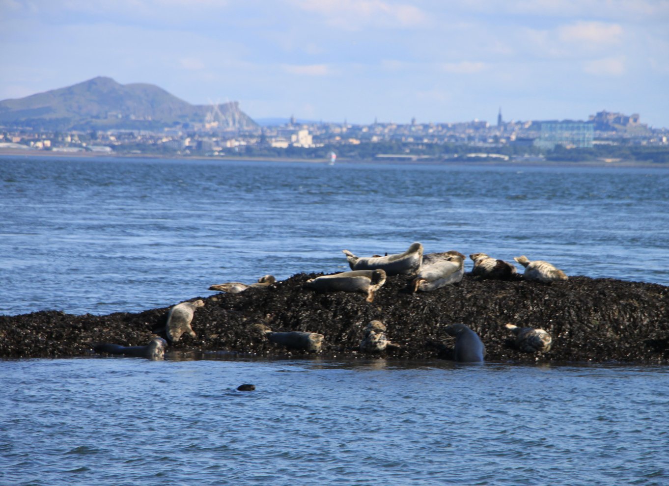 Edinburgh: 'Firth of Forth' Three Bridges Sightseeing Cruise